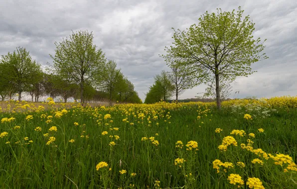 Greens, the sky, grass, clouds, trees, flowers, overcast, spring