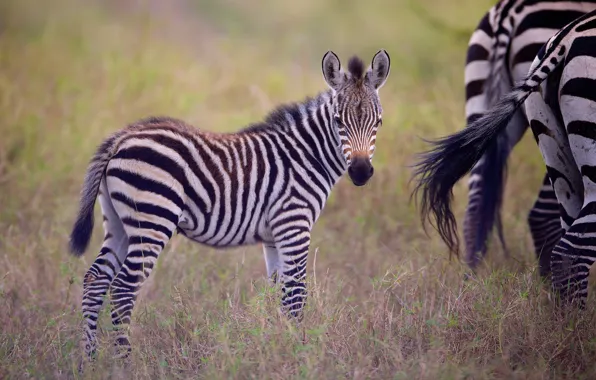 Picture cub, Zebra, foal
