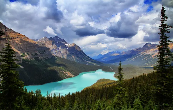 Picture forest, mountains, nature, lake, Banff National Park, Canada, Peyto Lake