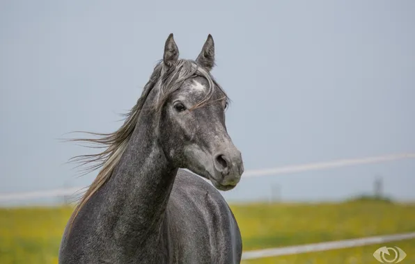 Picture face, grey, horse, horse, mane, (с) Oliver Seitz