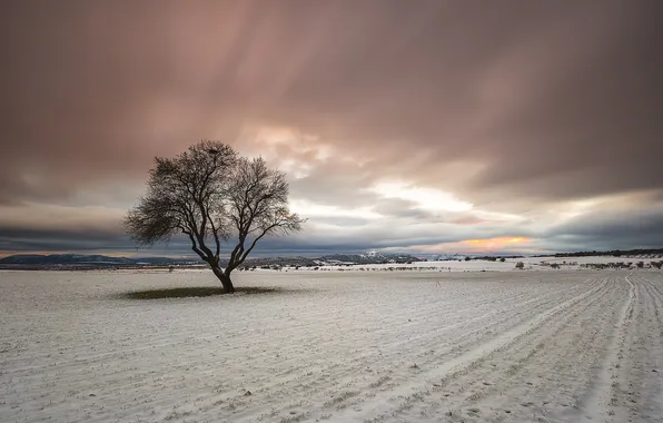 Field, trees, landscape