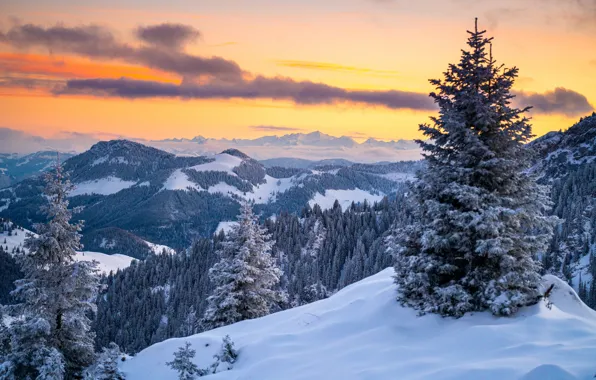 Picture winter, forest, the sky, clouds, snow, trees, sunset, mountains