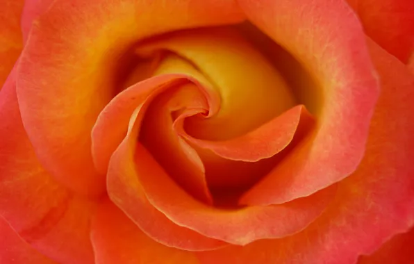 Flowers, roses, petals