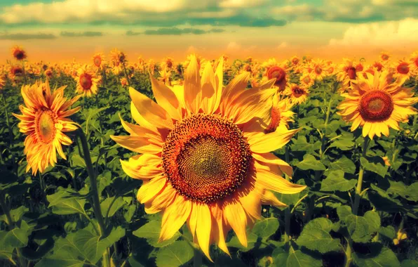 Field, sunflowers, flowers, flowering
