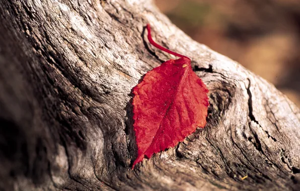 Sheet, tree, bark