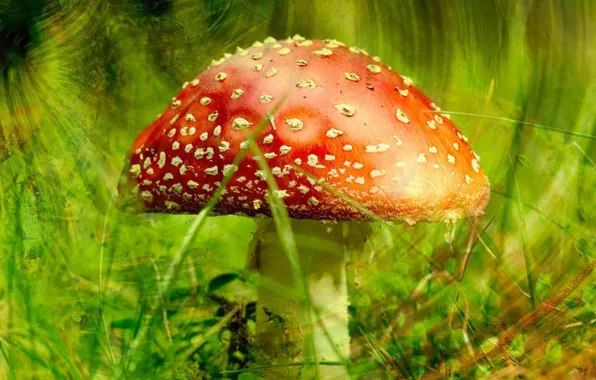 Picture greens, mushroom, Mushroom