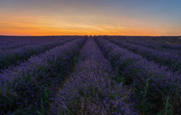 Field, summer, the sky, clouds, sunset, flowers, nature, France