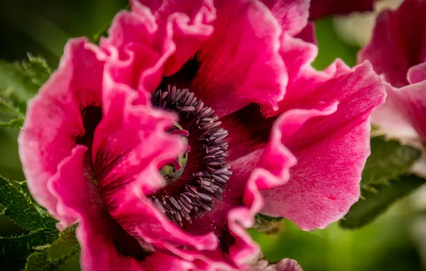 Flower, macro, Mac, flowering