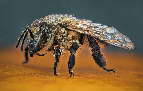 Macro, bee, background, insect