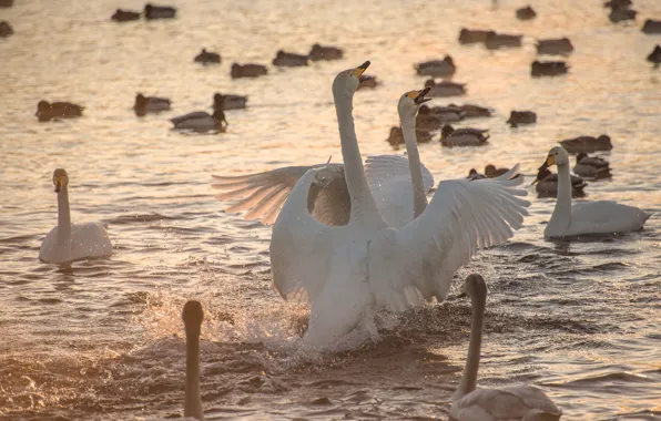 Water, squirt, birds, nature, lake, swans