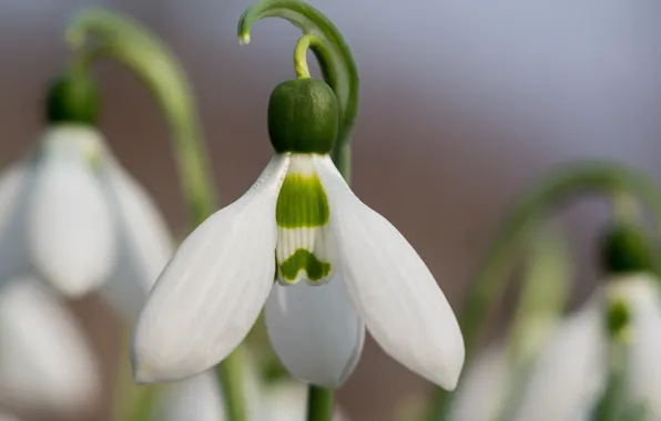 Picture flowers, spring, snowdrop