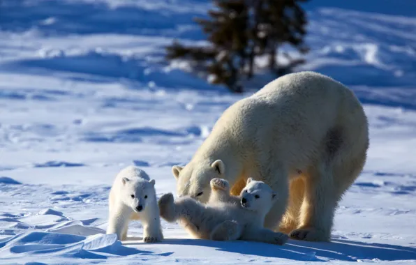 Play, bear, animals, nature, winter, snow, puppies, mother