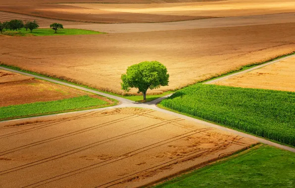 Picture road, field, trees