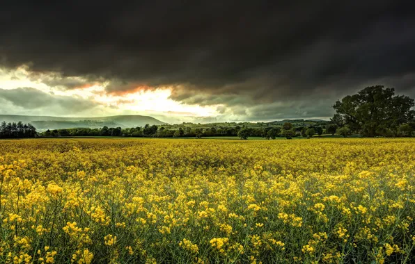 Field, summer, nature, rape
