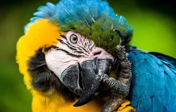 Look, pose, bird, portrait, paws, parrot, claws, Ara