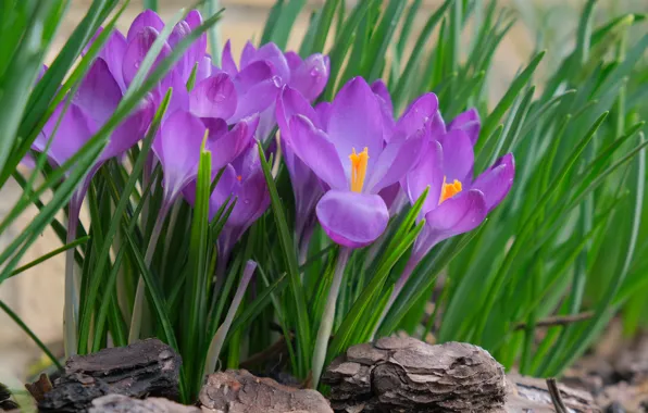 Greens, leaves, macro, flowers, spring, crocuses, bark, lilac