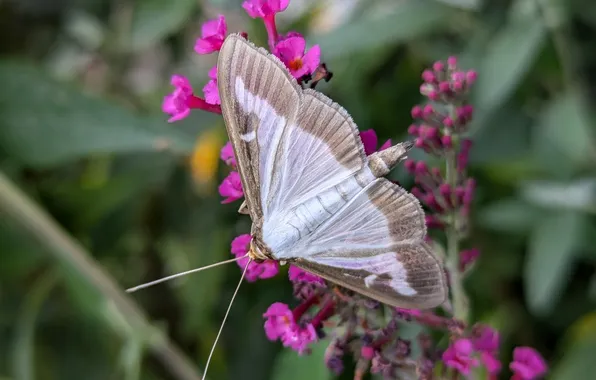 Macro, butterfly, wings, beautiful, flowers, closeup