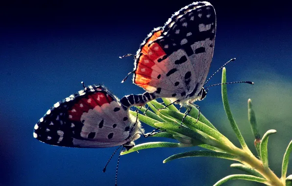 Butterfly, nature, plant, moths