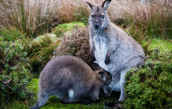 Picture moss, kangaroo, cub