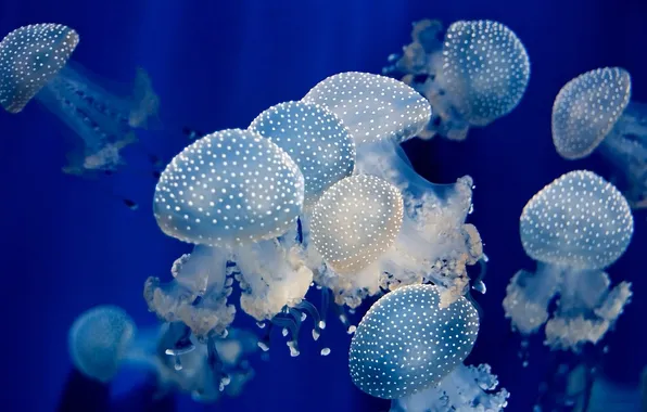 Picture sea, water, depth, jellyfish