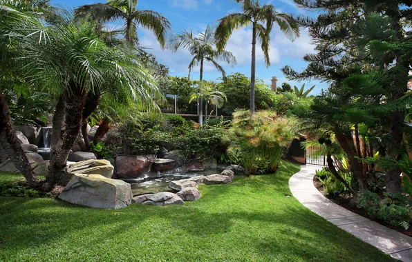 Grass, nature, Park, palm trees, photo, lawn