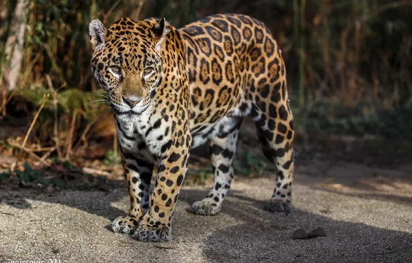 Face, predator, spot, Jaguar, wild cat