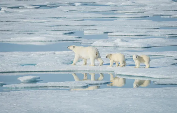Water, the sun, snow, reflection, ice, three, polar bears