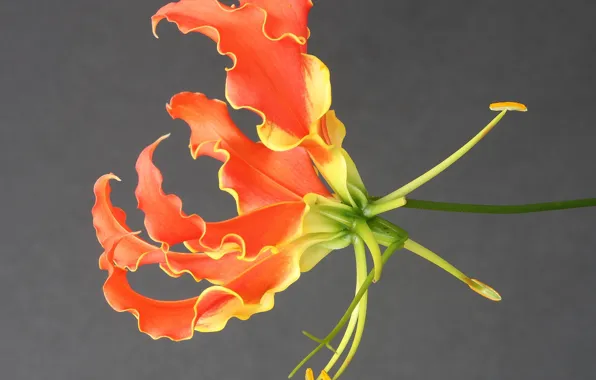 Macro, Gloriosa, exotic
