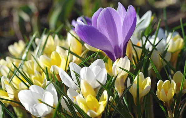 Macro, spring, crocuses, saffron