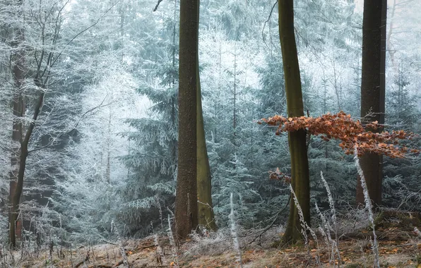 Winter, frost, forest, trees, branches, fog, trunks, morning