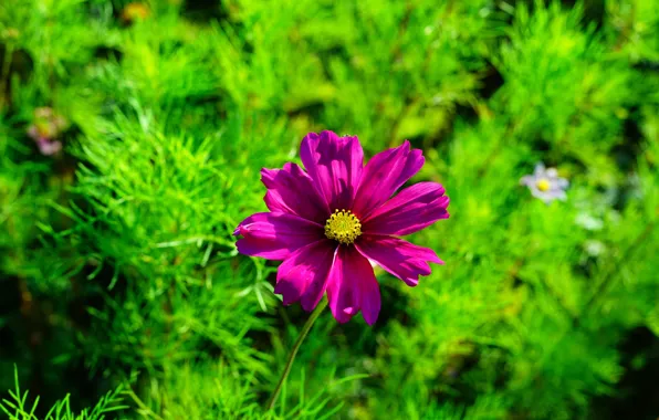 Greens, flower, summer, leaves, space, bright, background, lilac