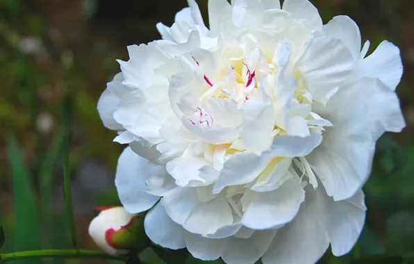 White, flower, peony, peony
