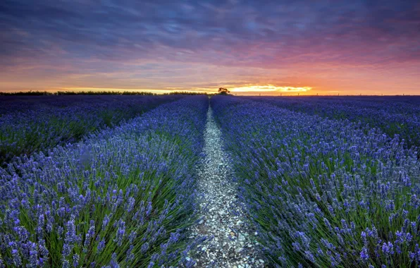 Picture field, landscape, sunset, lavender