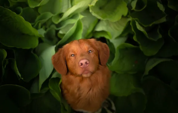 Picture look, face, leaves, dog, Nova Scotia duck tolling Retriever