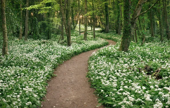 Picture road, flowers, Park