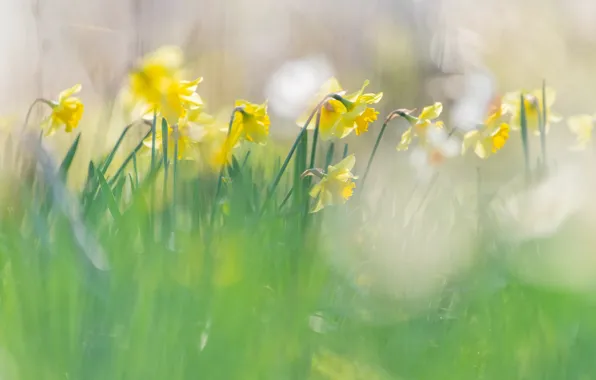 Light, flowers, yellow, blur, spring, flowerbed, daffodils, bokeh