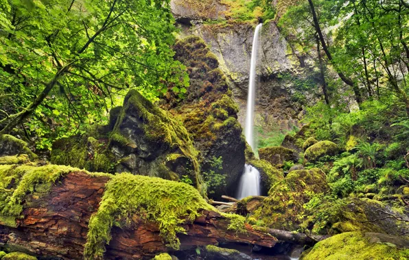 Trees, rock, stones, waterfall, moss