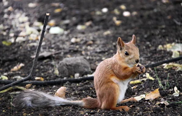 Picture autumn, animals, leaves, branches, earth, protein, squirrel, rodent