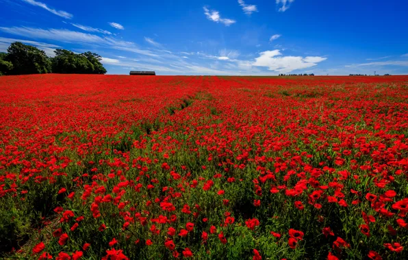 Field, the sky, flowers, England, Maki