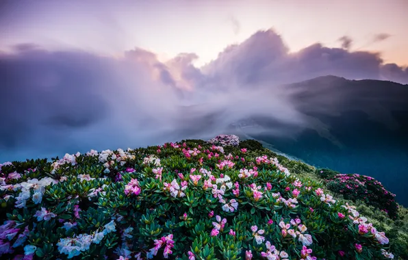 Flowers, mountains, fog, hills, the slopes, view, beauty, spring