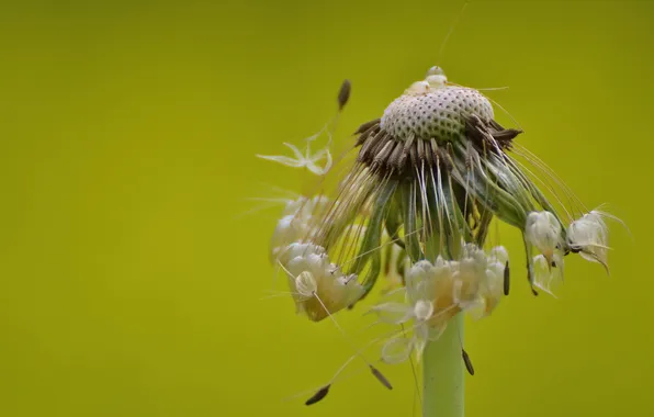 Picture macro, flowers, dandelion