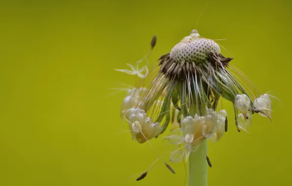 Picture flower, macro, dandelion