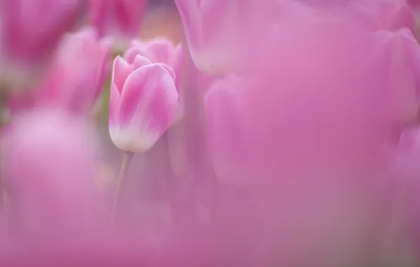 Picture field, focus, spring, blur, tulips, pink, a lot