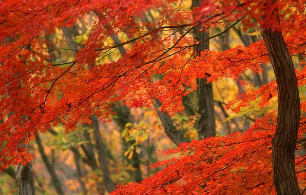 Picture forest, Autumn, red leaves
