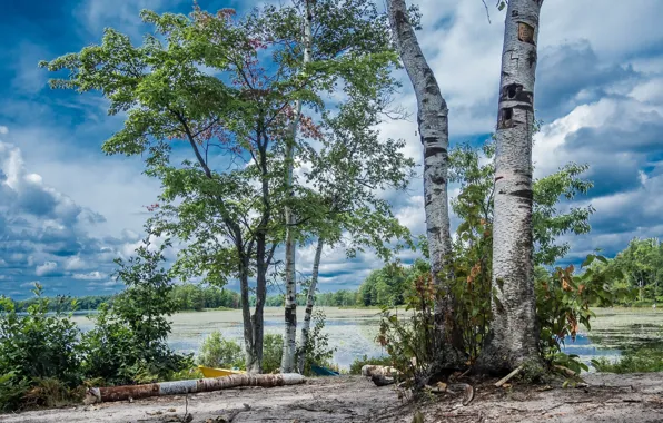 Picture the sky, birch, trees