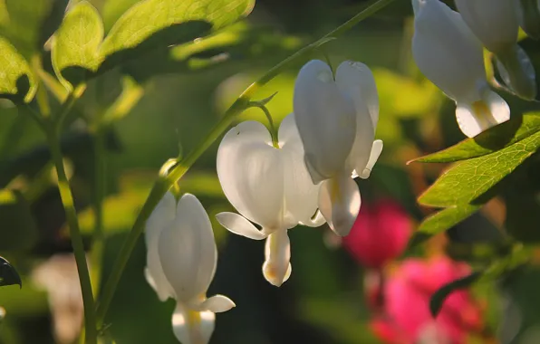 Heart, Flowers, white, broken