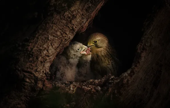 Birds, the dark background, tree, socket, Falcon, Chicks, the hollow, feeding
