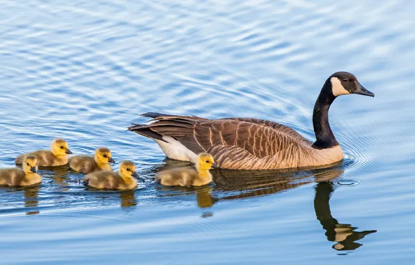 Chicks, pond, goose, geese, the goslings, canadian goose, goose