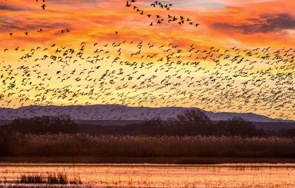 Picture sunset, birds, lake, hills