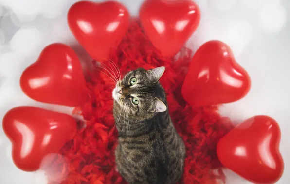 Cat, cat, grey, holiday, heart, toys, heart, feathers